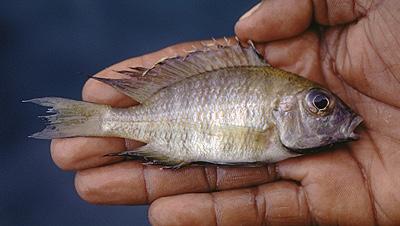 Aulonocara sp. 'nyassae mumbo' Mumbo Island